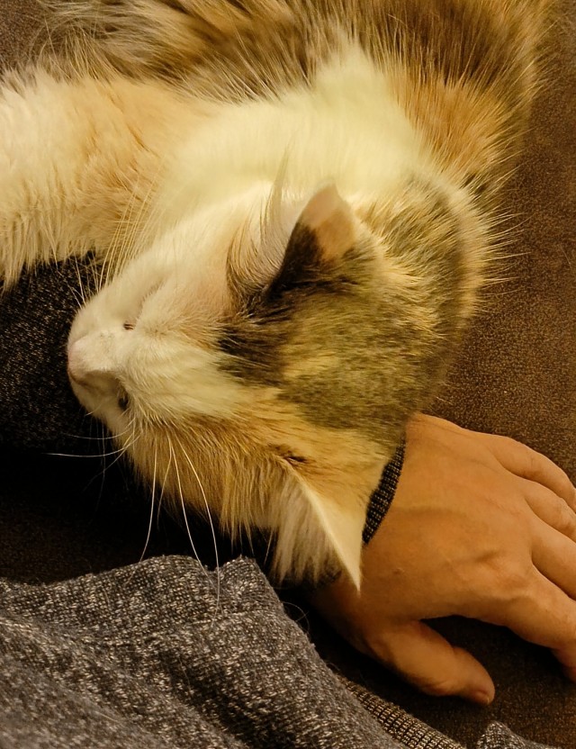 Котячье бесо*бство