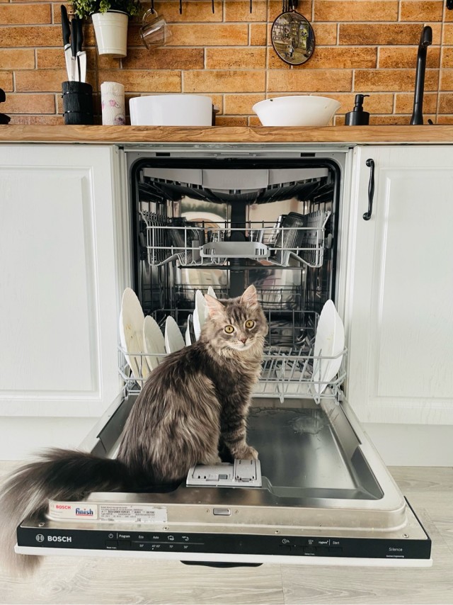 Всем кота за мой счёт. Я настаиваю