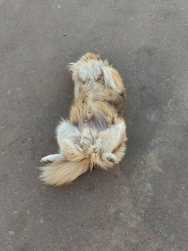 А как спит ваш питомец?