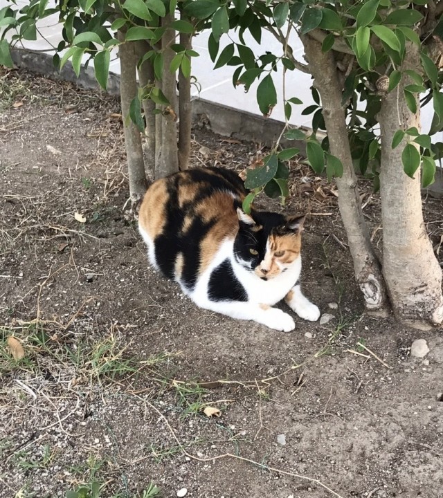 Южных котиков вам на радость