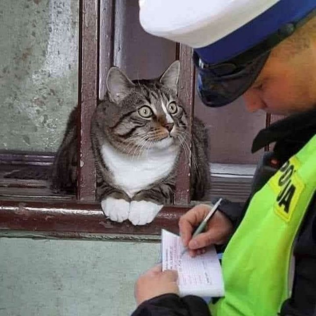 Котовторник в картинках