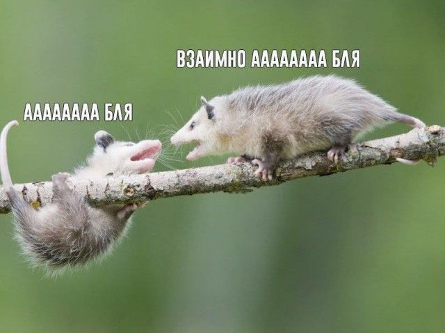 Всего понемногу. От 21.11.2024.