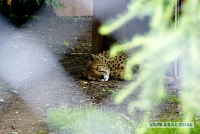 Котовторник 04.06.2013