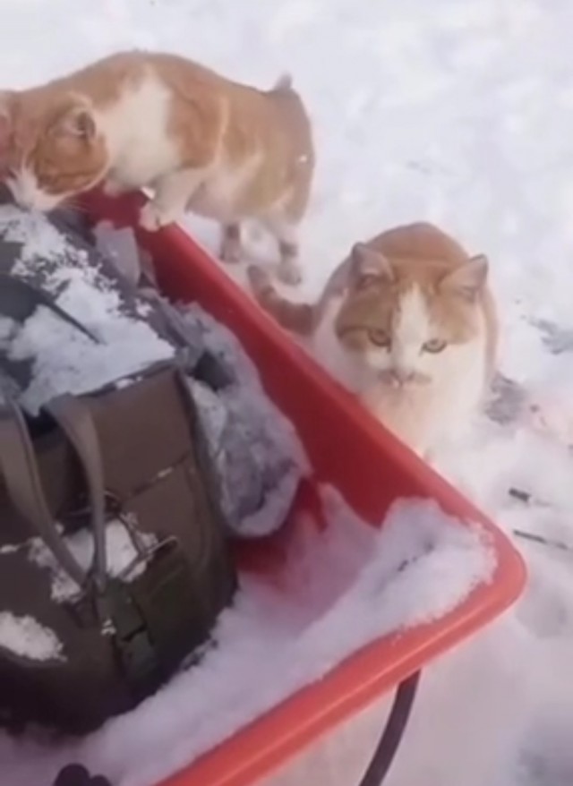 Опасная банда котов орудует на озере в Подмосковье