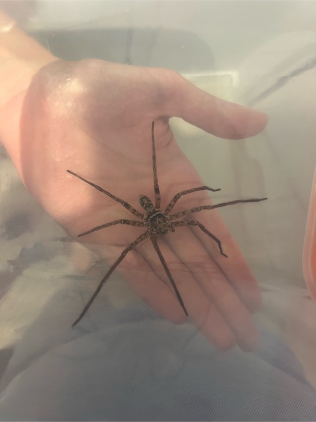 Самый страшный паук Австралии.