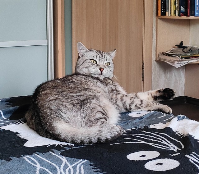 Хоть и не котовторник,но все же...