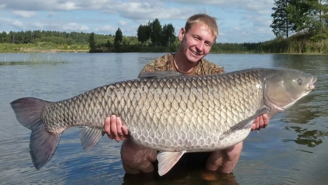 Почему рыба из реки Амур крайне агрессивна в других водоёмах? Чудовища Дальнего Востока