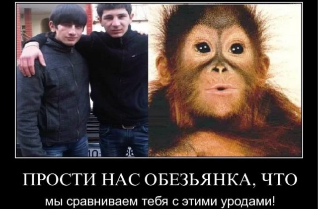 "Волки"