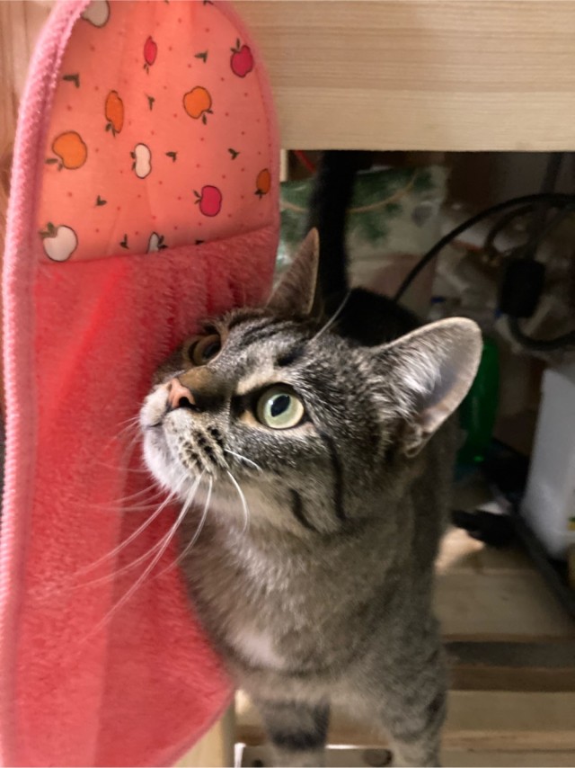 Мужчина поймал любимую кошку через год после пропажи, она в тот же день вспомнила его, дом и свои игрушки