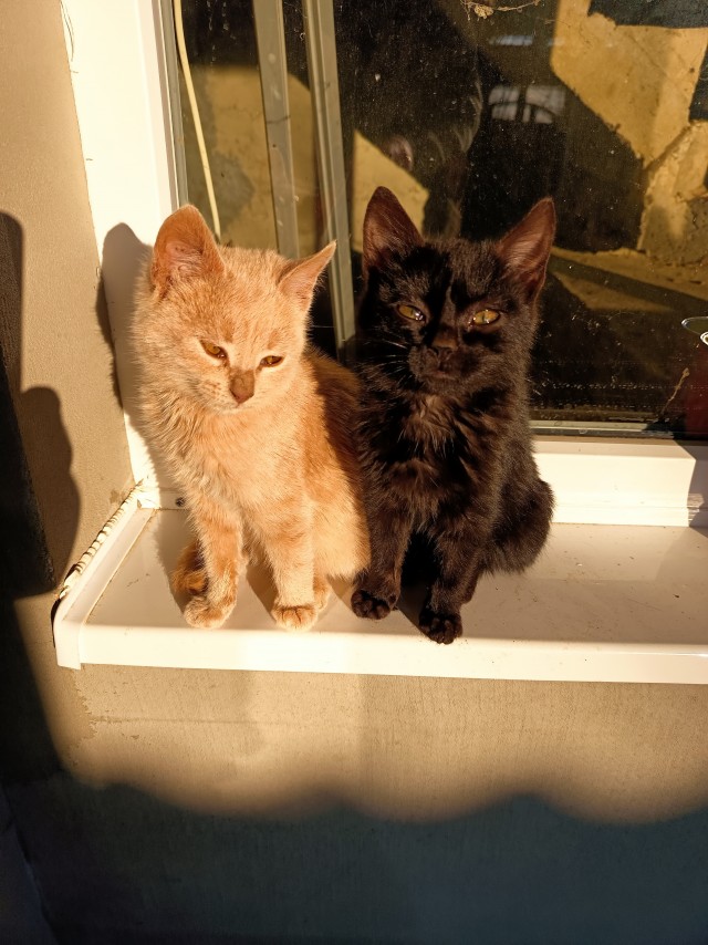 У нас теперь тоже котовторник