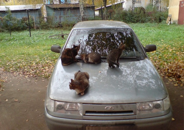 Предпусковой подогреватель «Котовебасто»