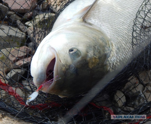 Изготавливаю на заказ рыболовные спиннинговые приманки (блесны-пилькеры).