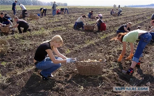 Мы с котом делаем механику агророботов