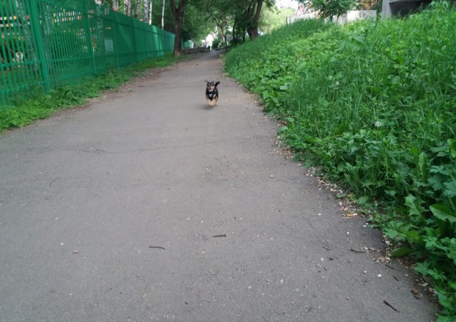 К собако четвергу