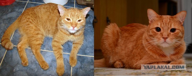 Коты и время