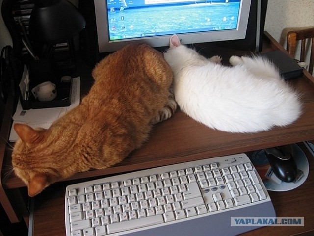 Котовторник 8.10.2013