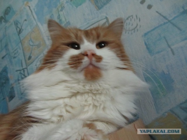Котовторник 20.05.2014