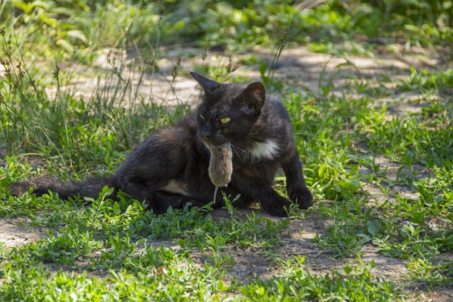 Котовторник 24.06.2014