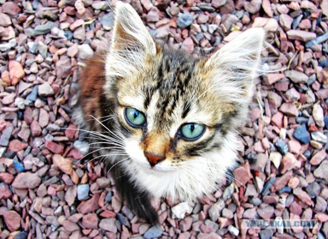 Котовторник 15.07.2014.