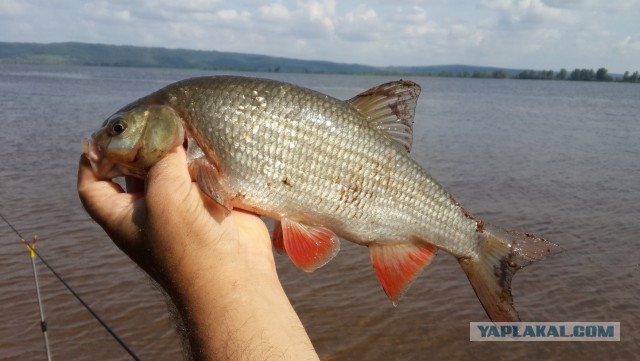 Лето. Кама. Фидер.