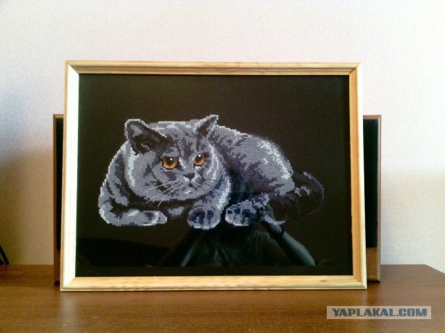 Котовторник 12.08.2014