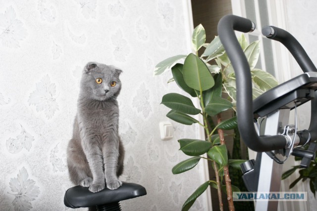 Котовторник 16.09.14