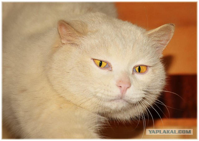 Котовторник 7.10.2014