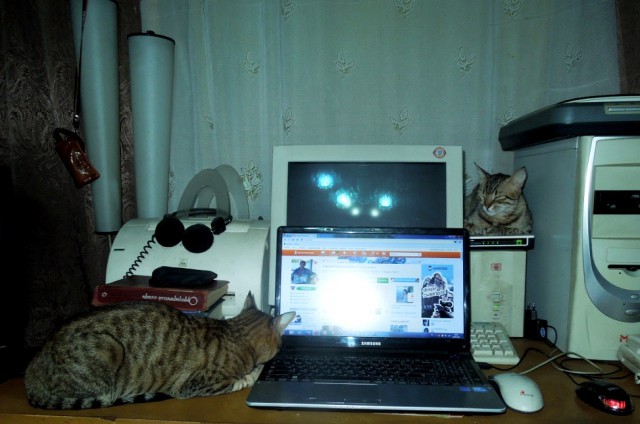 Котовторник 11.11.2014