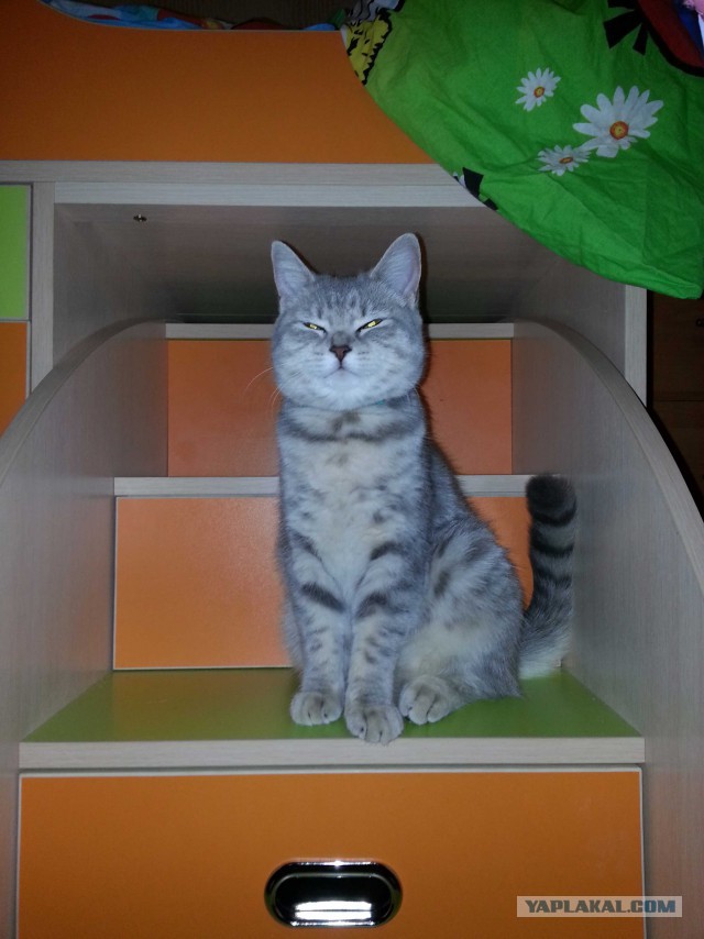 Котовторник 25.11.2014