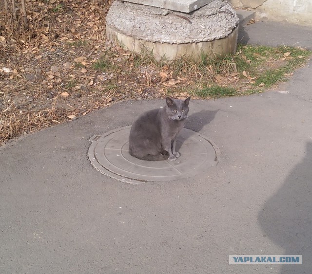 Котовторник 25.11.2014
