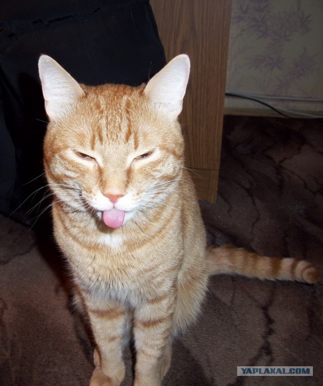 Котовторник 06.01.2015