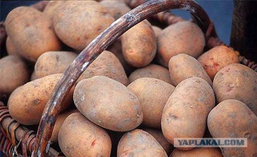 Житель Воронежской области за кражу 13 ведер карто