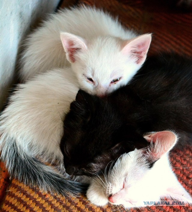Котовторник
