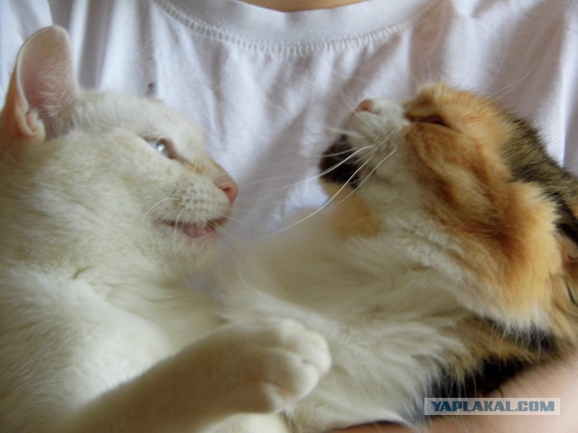 Котовторник 31.03.2015