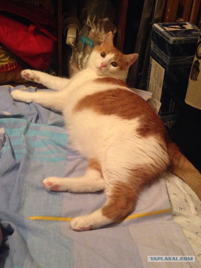 Котовторник 7.07.2015