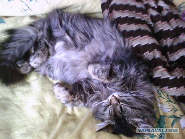 Котовторник 06.10.2015