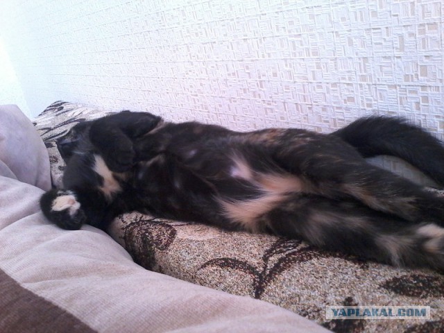 Котовторник млин ..