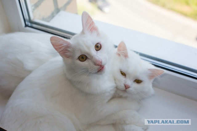 Котовторник 26.01.2016