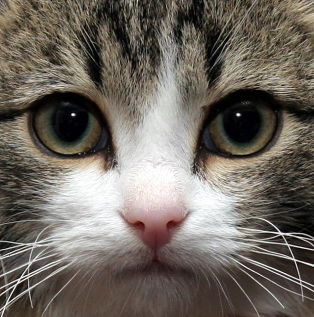 Коты, кошки, котята
