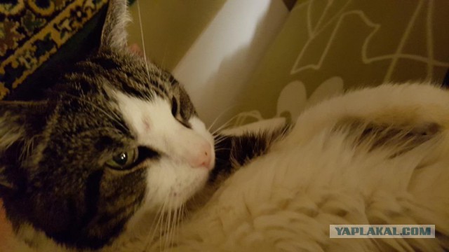 Лучший друг