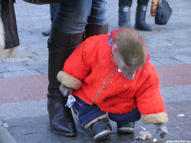 ОБЕЗЬЯНЫ. Все про обезьян