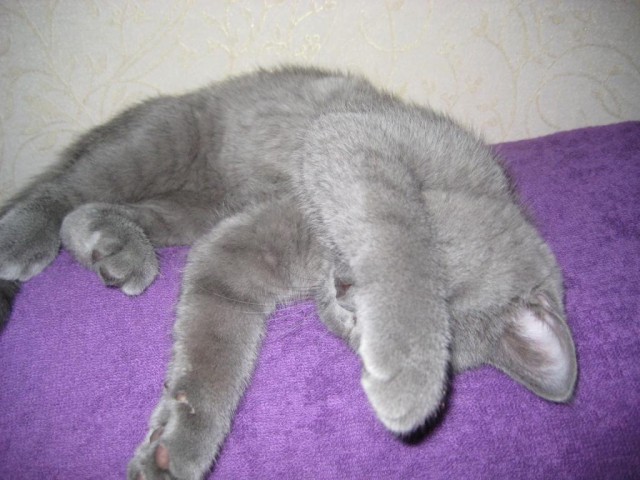 Котовторник 12.04
