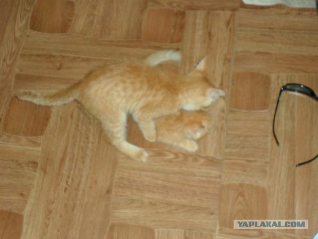 Котовторник 03.05.2016