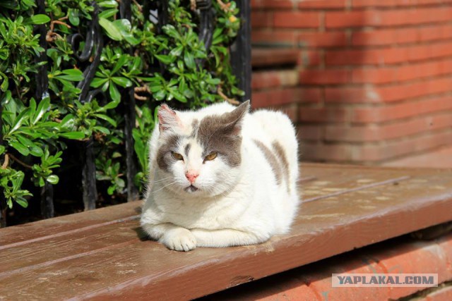 Котовторник 17.05.2016