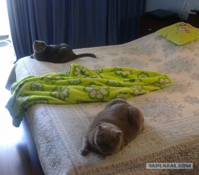 Когда два кота