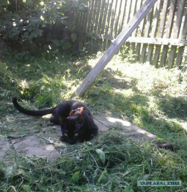 Котовторник 09.08.2016