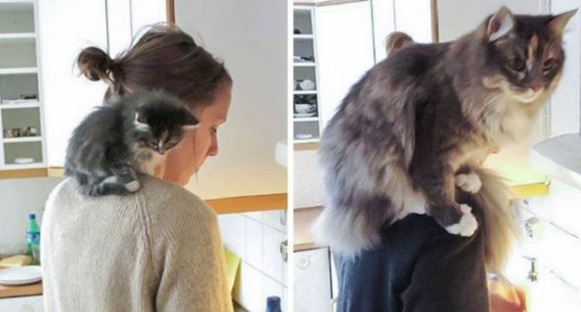Коты из сети