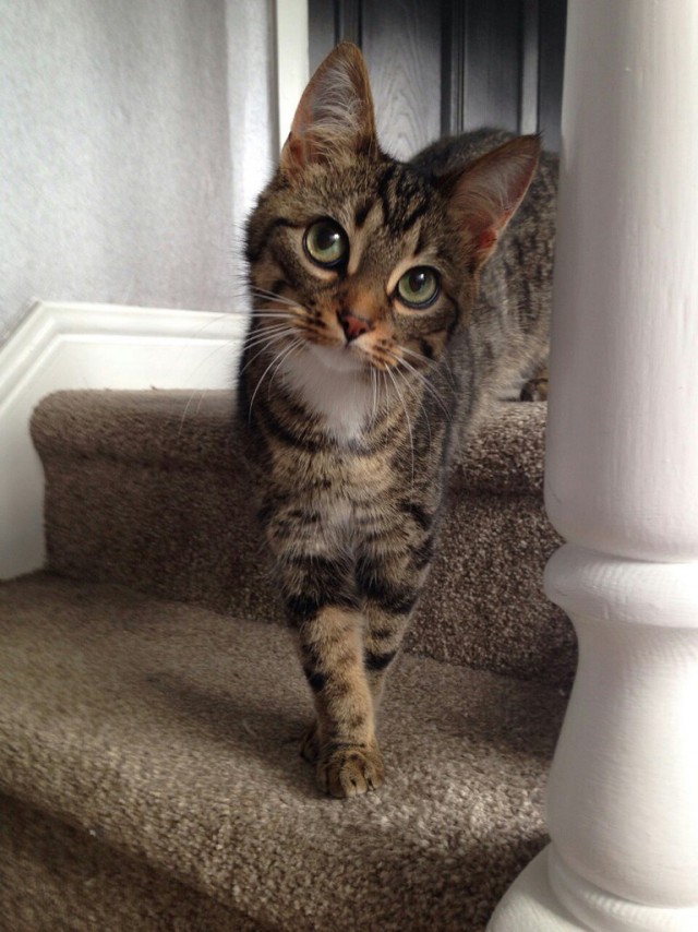 Коты из сети