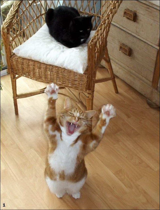 Коты из сети