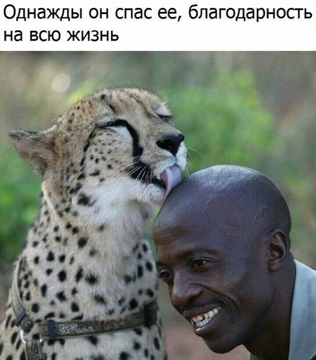 Самые смешные животные